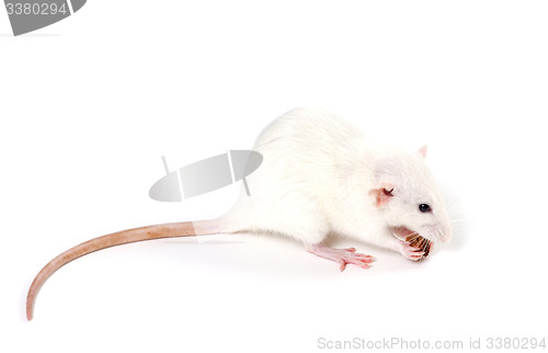 Image of White fancy rat eating piece of bread