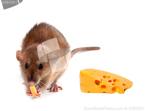 Image of Fancy rat (Rattus norvegicus) eating cheese