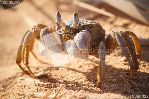 Image of Red Sea ghost crab, Ocypode saratan