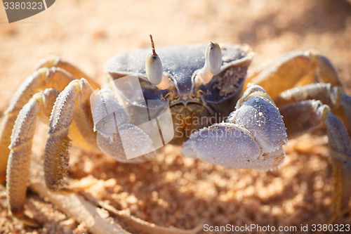 Image of Red Sea ghost crab, Ocypode saratan