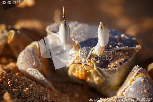Image of Red Sea ghost crab, Ocypode saratan
