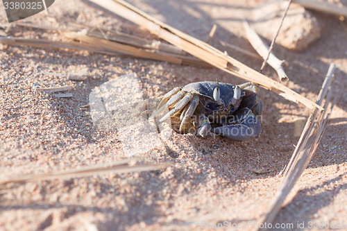 Image of Red Sea ghost crab, Ocypode saratan