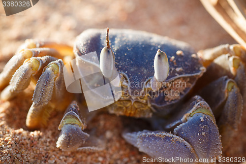 Image of Red Sea ghost crab, Ocypode saratan