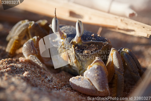 Image of Red Sea ghost crab, Ocypode saratan