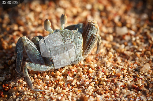 Image of Red Sea ghost crab, Ocypode saratan