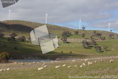 Image of Sheep Grazing at Carcoar Wind farm Carcoar