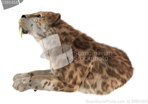 Image of Big Cat Smilodon