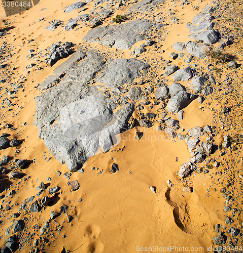 Image of  old fossil in the desert of morocco sahara and rock  stone sky