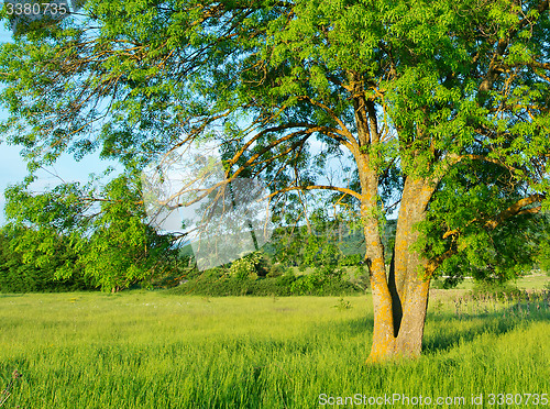 Image of tree in the field