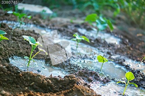 Image of cucumber sprout