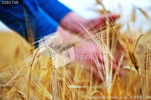 Image of wheat