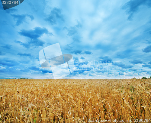 Image of wheat field