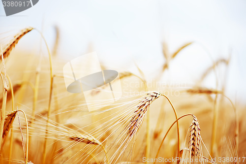 Image of wheat