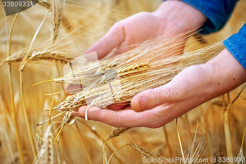 Image of wheat