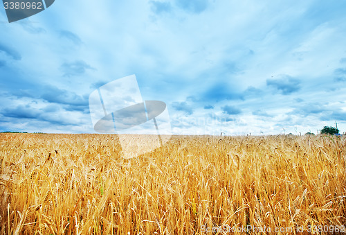 Image of wheat