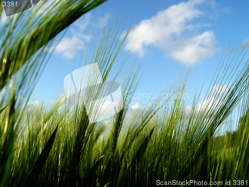 Image of barley's out