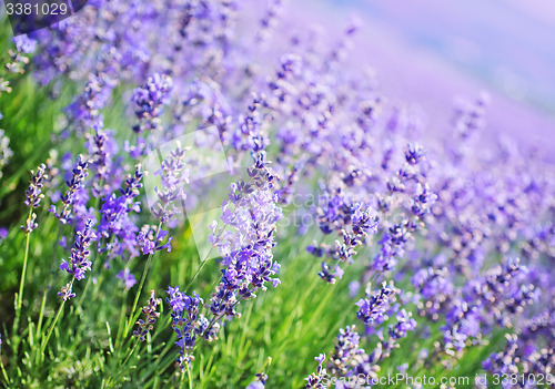 Image of lavender