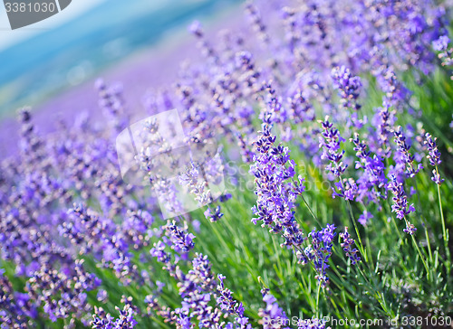 Image of lavender