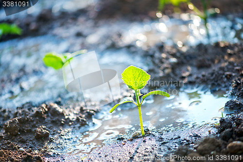 Image of cucumber sprout