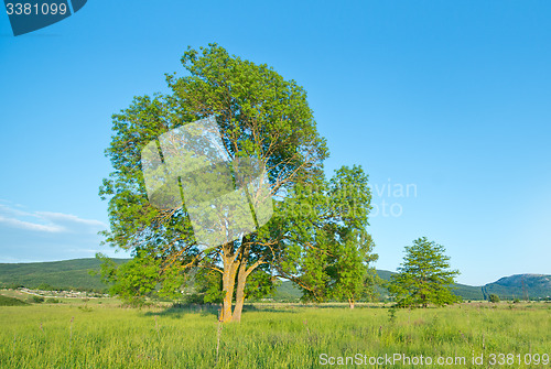 Image of tree in the field