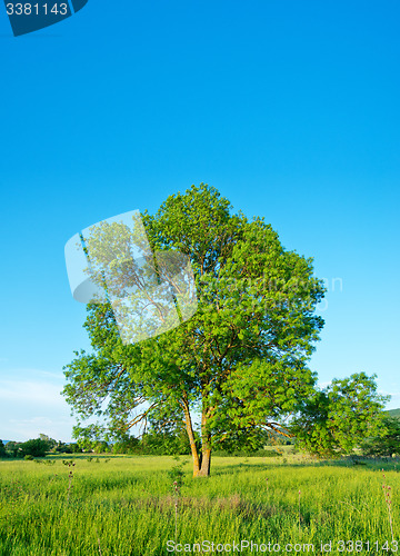 Image of tree in the field