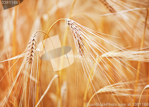 Image of wheat