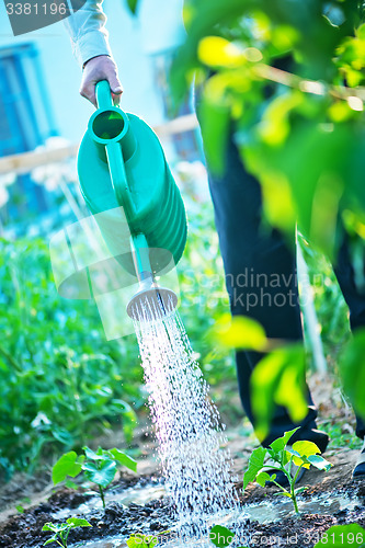 Image of a man is watering garden