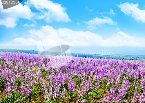 Image of lavender