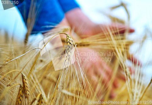 Image of wheat