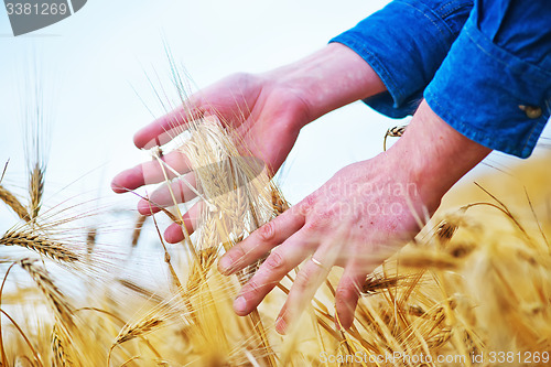 Image of wheat