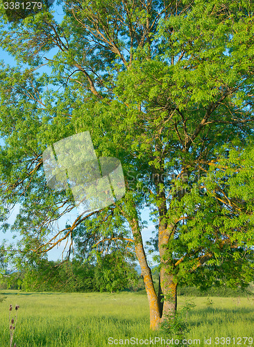 Image of tree in the field