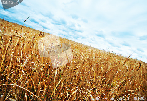 Image of wheat field