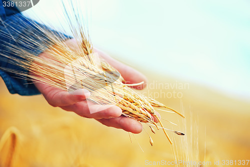 Image of wheat