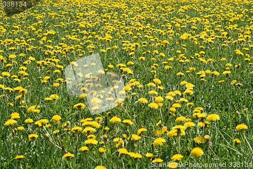 Image of Sunny dandelion lawn