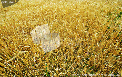 Image of wheat field