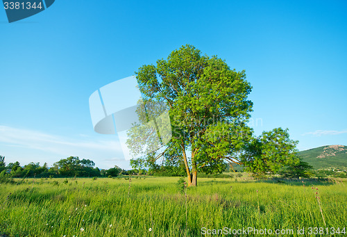 Image of tree in the field