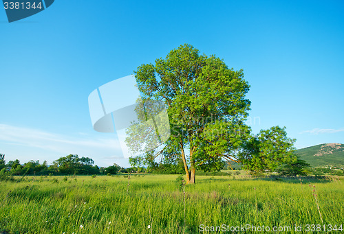 Image of tree in the field