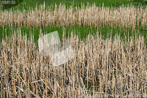 Image of Wild reeds in marshland