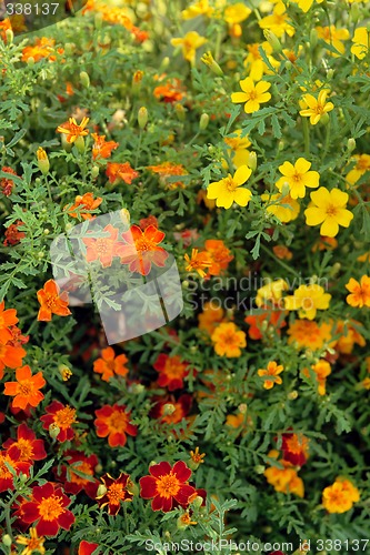 Image of Happy sunny flowers