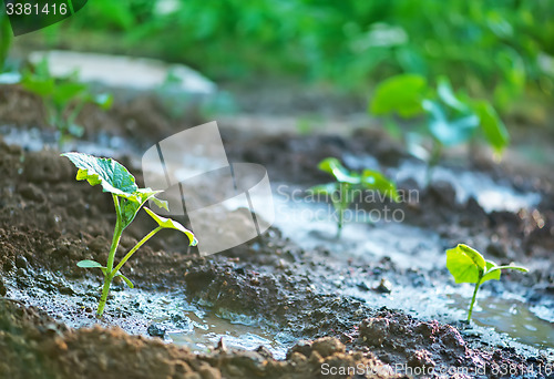 Image of cucumber sprout