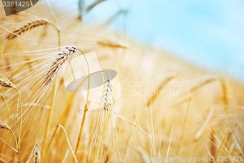 Image of wheat