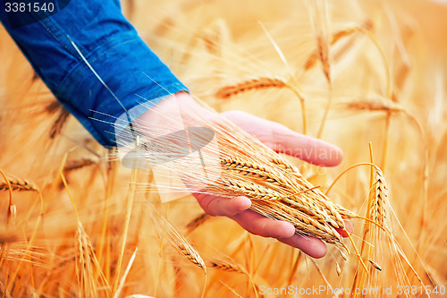 Image of wheat