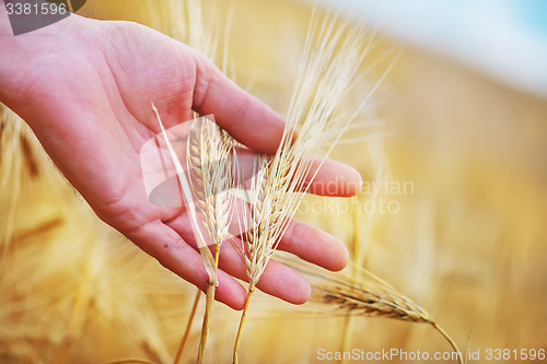 Image of wheat