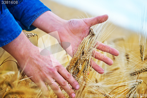 Image of wheat