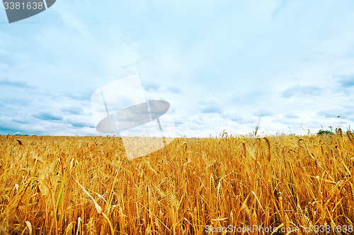 Image of wheat field