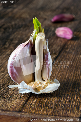 Image of Garlic