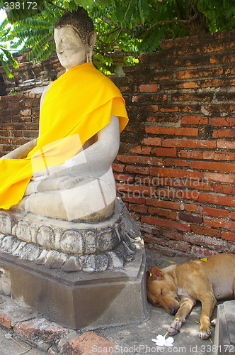 Image of Dog in Ayutthaya