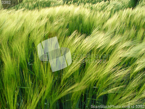 Image of barley in the wind