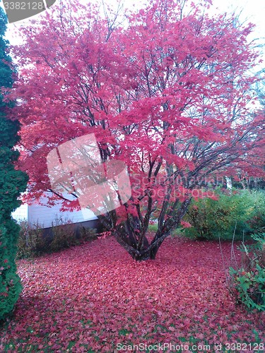 Image of Autumn in Norway