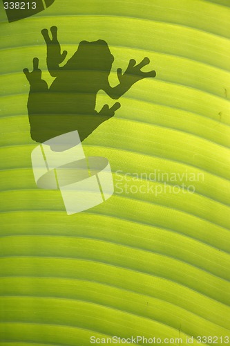 Image of Frog on Leaf